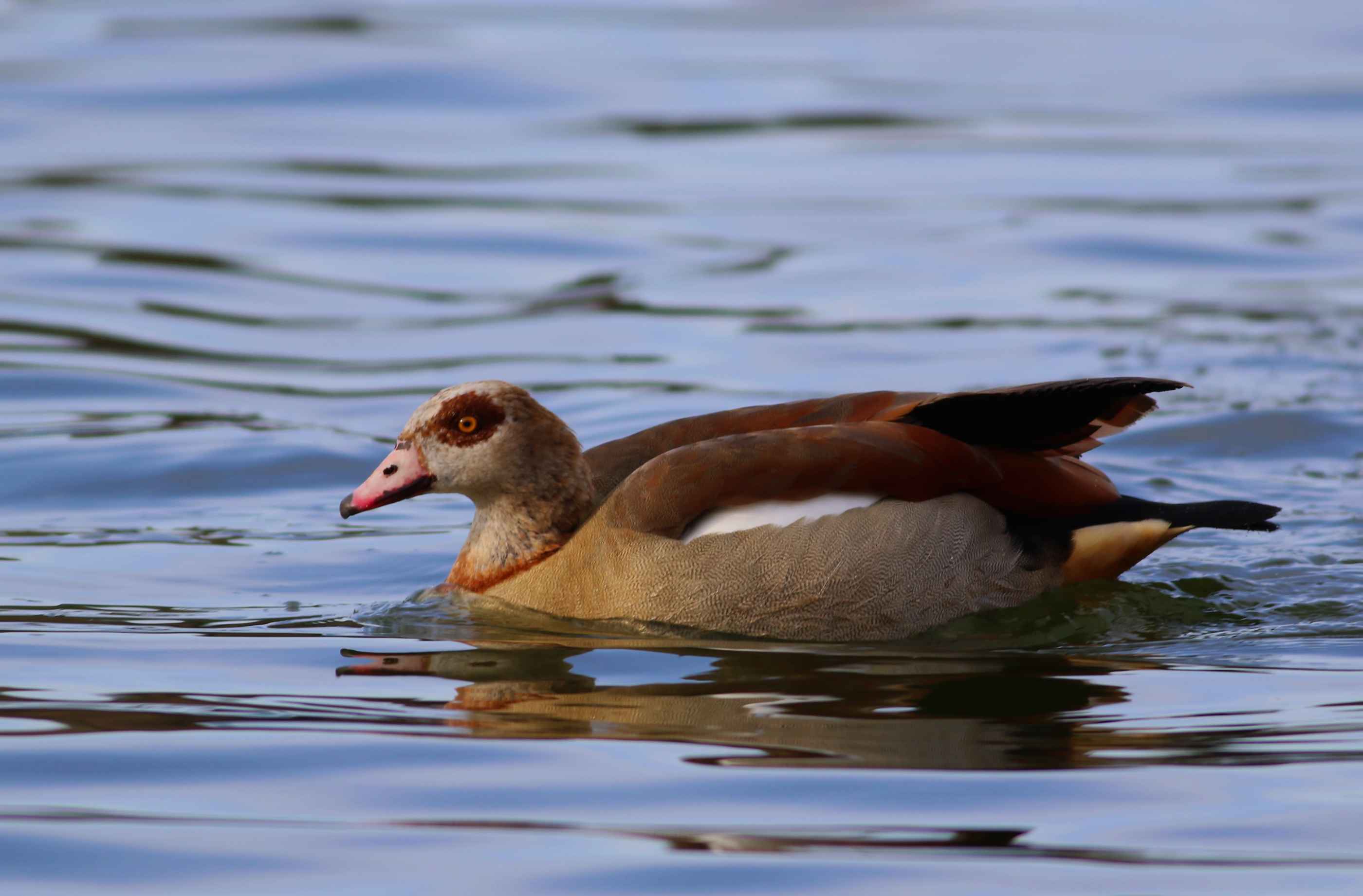 Egyptian Goose